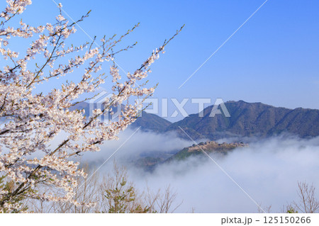 桜満開に咲く立雲峡から望む雲海の中の竹田城跡 125150266