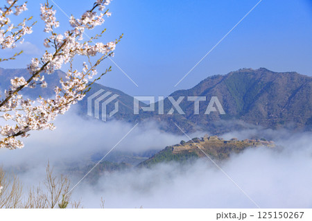 桜満開に咲く立雲峡から望む雲海の中の竹田城跡 125150267