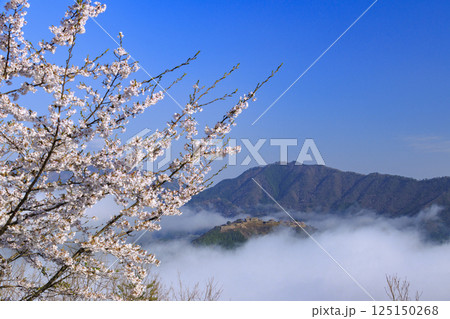 桜満開に咲く立雲峡から望む雲海の中の竹田城跡 桜満開に咲く立雲峡から望む雲海の中の竹田城跡 125150268