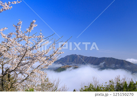 桜満開に咲く立雲峡から望む雲海の中の竹田城跡 125150270