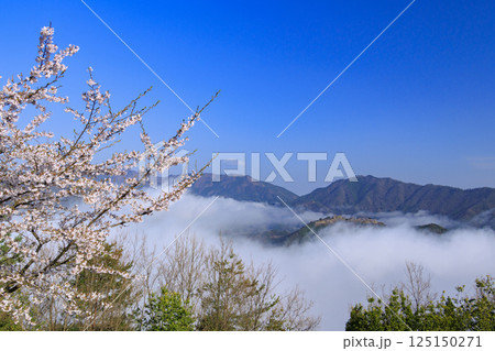 桜満開に咲く立雲峡から望む雲海の中の竹田城跡 125150271