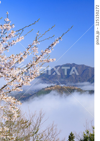 桜満開に咲く立雲峡から望む雲海の中の竹田城跡 125150272