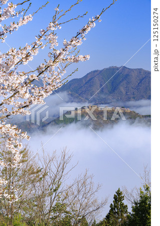 桜満開に咲く立雲峡から望む雲海の中の竹田城跡 125150274