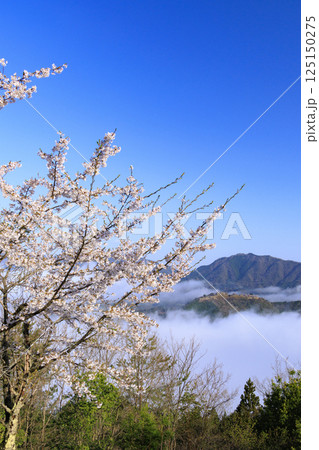 桜満開に咲く立雲峡から望む雲海の中の竹田城跡 125150275