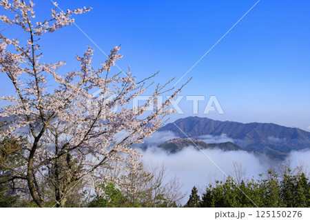 桜満開に咲く立雲峡から望む雲海の中の竹田城跡 125150276