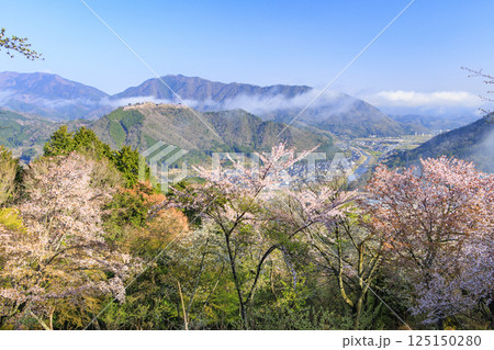 桜満開に咲く立雲峡から望む雲海の中の竹田城跡 桜満開に咲く立雲峡から望む雲海の中の竹田城跡 125150280