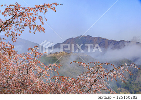 桜満開に咲く立雲峡から望む雲海の中の竹田城跡 125150282