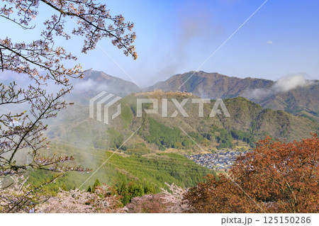 桜満開に咲く立雲峡から望む雲海の中の竹田城跡 125150286