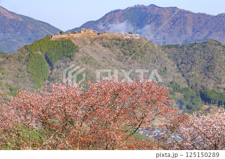 桜満開に咲く立雲峡から望む雲海の中の竹田城跡 125150289