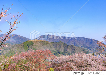 桜満開に咲く立雲峡から望む雲海の中の竹田城跡 桜満開に咲く立雲峡から望む雲海の中の竹田城跡 125150290