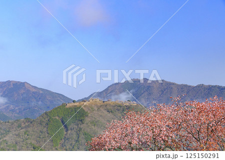 桜満開に咲く立雲峡から望む雲海の中の竹田城跡 125150291