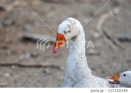 Close up head goose in nature farm garden at thailand Close up head goose in nature farm garden at thailand 125150340
