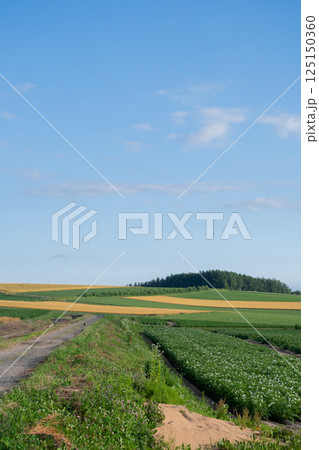夏の緑の畑作地帯 125150360