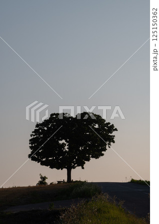 夕暮れの丘に立つハート型の木 125150362