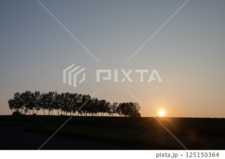 夕暮の空とシラカバ並木 125150364