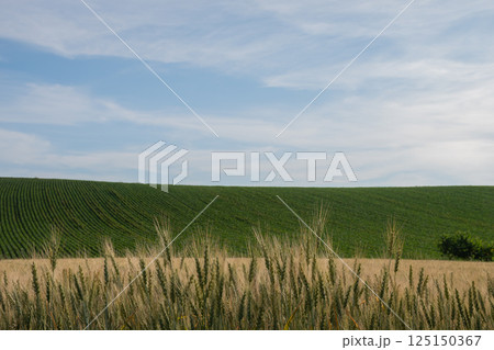 緑のムギの穂のアップ 125150367