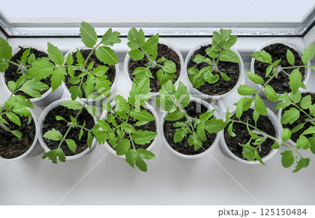Tomato seedlings growing in plastic containers on a sunny windowsill. Fresh, organic plants symbolizing healthy eating, home gardening, and sustainable lifestyle. 125150484