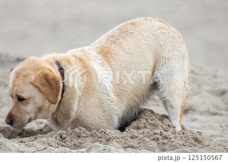 A Curious and Playful Labrador Enjoying Digging in the Warm Sand at the Beach Today 125150567