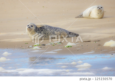 Eierland, De Cocksdorp, Texel, The Netherlands, Oktober 28th, 2024, Seals resting on Sandy Beach A 125150570