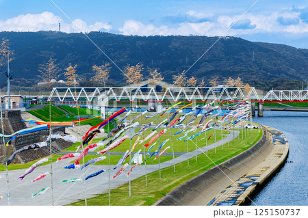 春の風物詩！　川内川河川敷の鯉のぼり 125150737