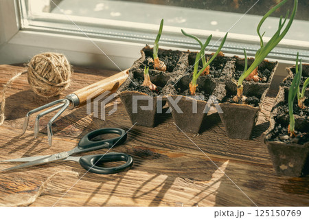 Spring onions seedlings in peat pots, scissors, hand cultivator and a skein of jute on a windowsill indoor. 125150769