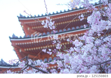 福岡 東長寺の五重塔と枝垂れ桜 福岡 東長寺の五重塔と枝垂れ桜 125150803
