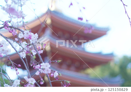 福岡 東長寺の五重塔と枝垂れ桜 福岡 東長寺の五重塔と枝垂れ桜 125150829