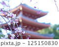 福岡 東長寺の五重塔と枝垂れ桜 125150830