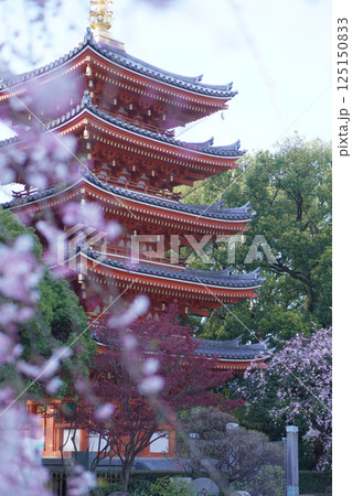 福岡 東長寺の五重塔と枝垂れ桜 福岡 東長寺の五重塔と枝垂れ桜 125150833