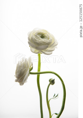 Two white Ranunculus flowers. Universal close-up photo. Picture in a frame. Vertical photo. Two white Ranunculus flowers. Universal close-up photo. Picture in a frame. Vertical photo. 125150875