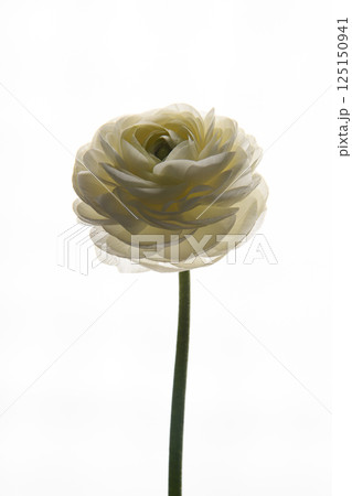 White flower Ranunculus. One elegant flower. Picture in a frame. A universal photo for the female gender.  125150941