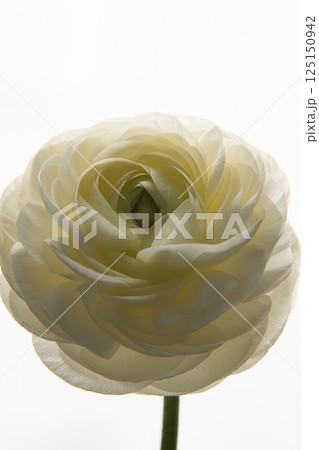 White Ranunculus flower. Universal close-up photo. Picture in a frame. One elegant flower.  125150942