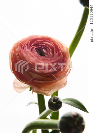 Pink Ranunculus flower on white background. Vertical photo. Universal close-up photo. Picture in frame. Style. Pink Ranunculus flower on white background. Vertical photo. Universal close-up photo. Picture in frame. Style. 125150944