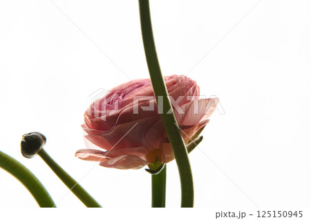 Pink Ranunculus flower on white background. Style. Horizontal photo. Universal close-up photo. Picture in frame. Pink Ranunculus flower on white background. Style. Horizontal photo. Universal close-up photo. Picture in frame. 125150945