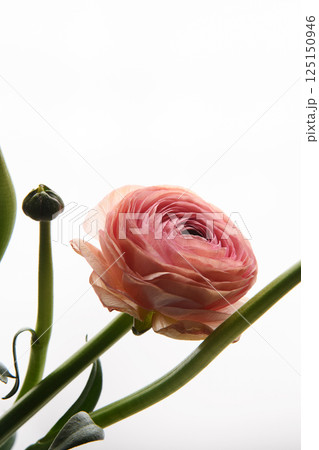 Pink Ranunculus flower on white background. Vertical photo. Universal close-up photo. Picture in frame. Style.  125150946