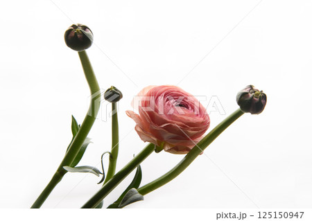 Pink Ranunculus flower on white background. Vertical photo. Style. Universal close-up photo. Picture in frame.  125150947