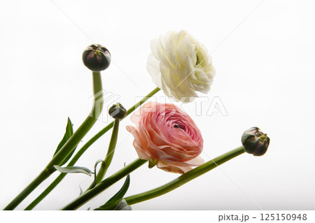 Two Ranunculus flowers on a white background. Horizontal photo. Style. Universal close-up photo. Picture in a frame.  125150948
