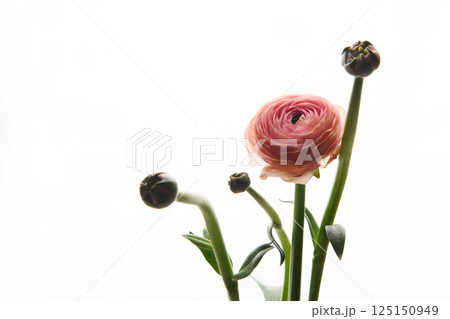Pink Ranunculus flower on white background. Style. Horizontal photo. Universal close-up photo. Picture in frame.  125150949