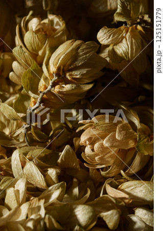 Lots of dry hop cones. Hop flowers. Lots of dry hop cones. Hop flowers. 125151779