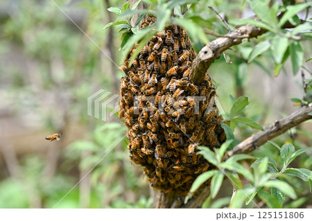 ミツバチの分蜂 125151806