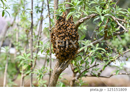 ミツバチの分蜂 125151809