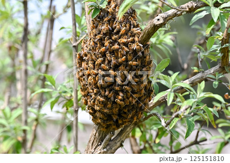 ミツバチの分蜂 125151810