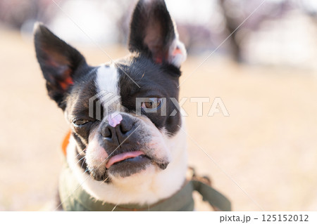 【春】桜の花びらを鼻につけたボストン・テリア【桜】 125152012
