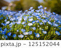 ネモフィラ 4月 舎人公園 ネモフィラ 4月 舎人公園 125152044