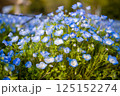 ネモフィラの丘 舎人公園 ネモフィラの丘 舎人公園 125152274