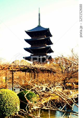 京都府 東寺・五重塔(国宝) 京都市 南区 九条町 2022年2月 京都府 東寺・五重塔(国宝) 京都市 南区 九条町 2022年2月 125152680