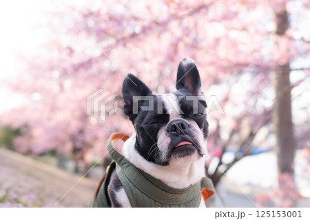 【春】ボストン・テリア【桜】 125153001