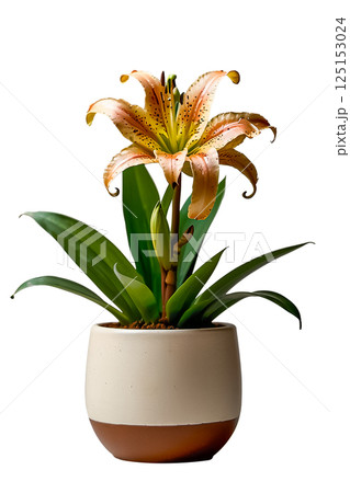 Amazon lily flower with green leaves in brown ceramic pot isolated on transparent background. Amazon lily flower with green leaves in brown ceramic pot isolated on transparent background. 125153024