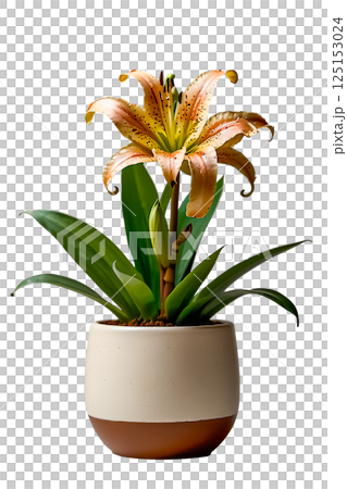 Amazon lily flower with green leaves in brown ceramic pot isolated on transparent background. Amazon lily flower with green leaves in brown ceramic pot isolated on transparent background. 125153024