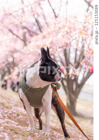 【春】ボストン・テリア【桜】 125153089